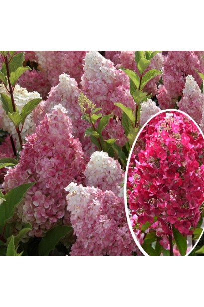 Гортензия Фрамбозин Ренсам соцветия